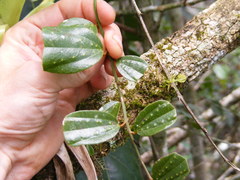Passiflora oblongata