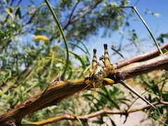 Agroecotettix modestus