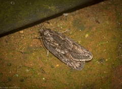 Acantholena siccella
