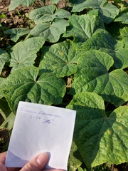 Pseudoperonospora cubensis