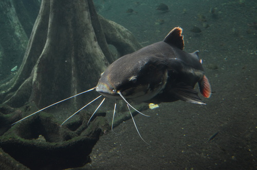 Red Tail Catfish