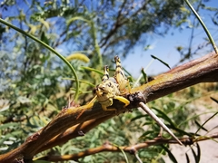 Agroecotettix modestus