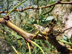 Agroecotettix modestus