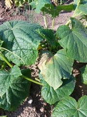 Pseudoperonospora cubensis