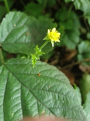 Geum urbanum