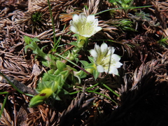 Gentiana scabrida horaimontana