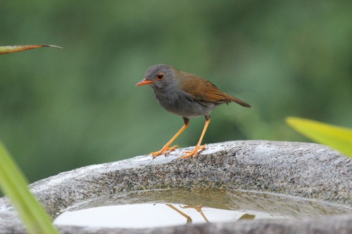 Orange-billed Nightingale-Thrush