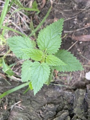 Urtica dioica