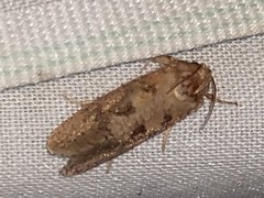 Acrolophus arcanella