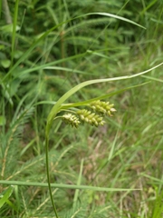Carex pallescens