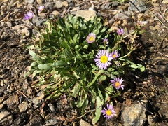 Erigeron cervinus