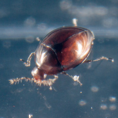Orthoperus