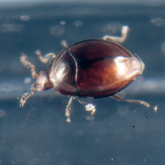 Orthoperus