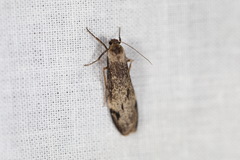 Graphosia stenopepla