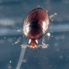 Orthoperus