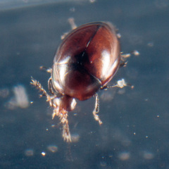 Orthoperus