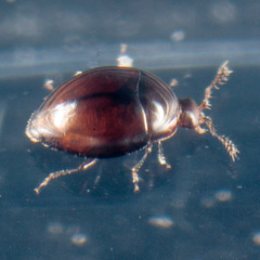 Orthoperus
