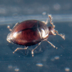 Orthoperus
