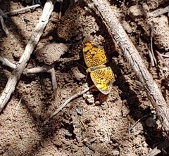 Phyciodes tharos riocolorado