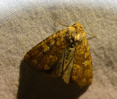 Condicini