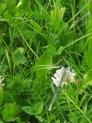 Platycnemis pennipes