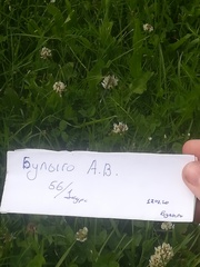 Platycnemis pennipes