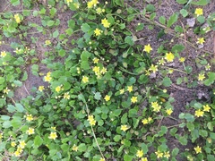 Halerpestes sarmentosa