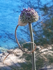 Allium commutatum
