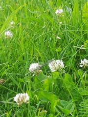 Platycnemis pennipes
