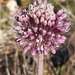 Allium commutatum - Photo (c) Martin Scheuch, μερικά δικαιώματα διατηρούνται (CC BY), uploaded by Martin Scheuch