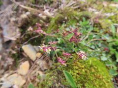 Pimpinella niitakayamensis
