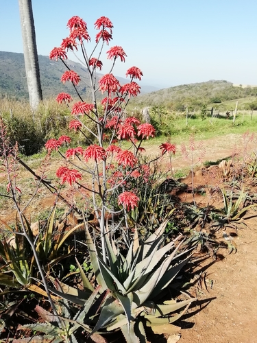 Aloe chabaudii image