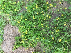 Halerpestes sarmentosa