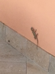 Tarentola mauritanica