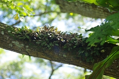 Bulbophyllum purpurascens