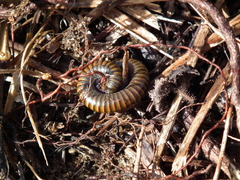 Cylindroiulus latestriatus