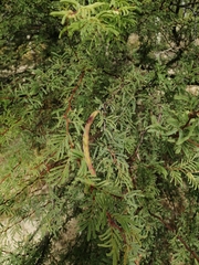 Vachellia schaffneri bravoensis