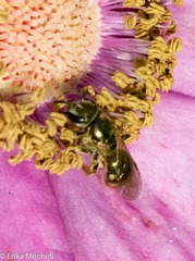 Lasioglossum zephyrus