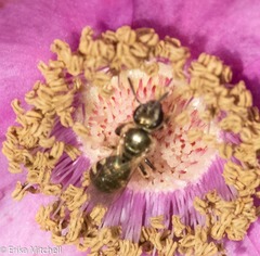 Lasioglossum zephyrus