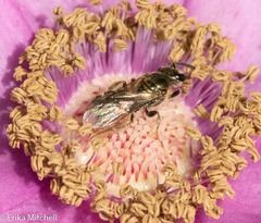 Lasioglossum zephyrus