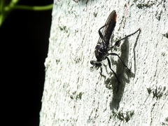 Andrenosomatini