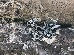 Mycoblastus sanguinarioides