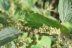 Tettigonia viridissima