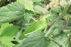 Tettigonia viridissima