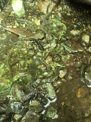 Desmognathus kanawha