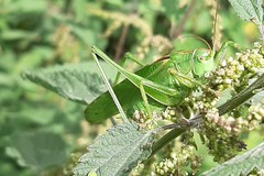 Tettigonia viridissima