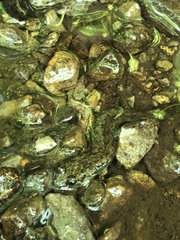 Desmognathus kanawha
