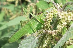 Tettigonia viridissima