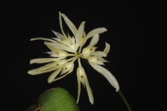 Bulbophyllum purpurascens