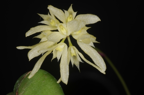 Bulbophyllum purpurascens